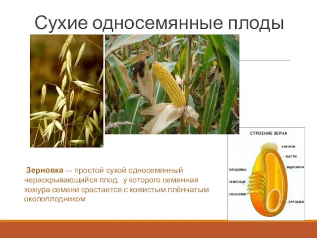 Зерновка -- простой сухой односемянный нераскрывающийся плод, у которого семенная кожура семени