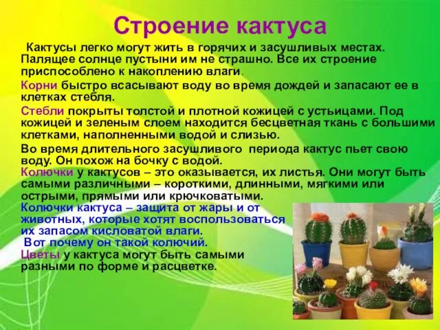 Строение кактуса Кактусы легко могут жить в горячих и засушливых местах. Палящее