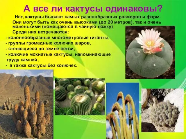 А все ли кактусы одинаковы? Нет, кактусы бывают самых разнообразных размеров и