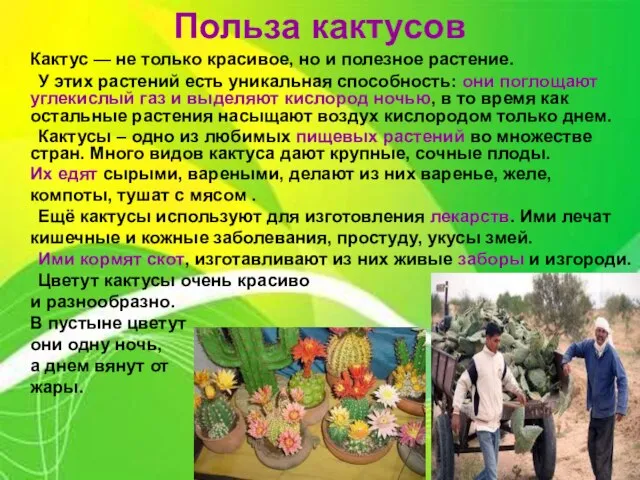 Польза кактусов Кактус — не только красивое, но и полезное растение. У