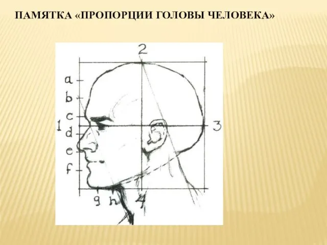 ПАМЯТКА «ПРОПОРЦИИ ГОЛОВЫ ЧЕЛОВЕКА»