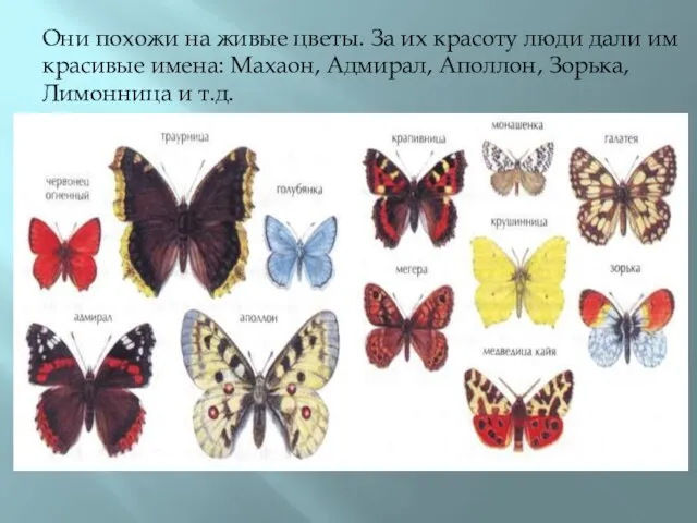 Они похожи на живые цветы. За их красоту люди дали им красивые