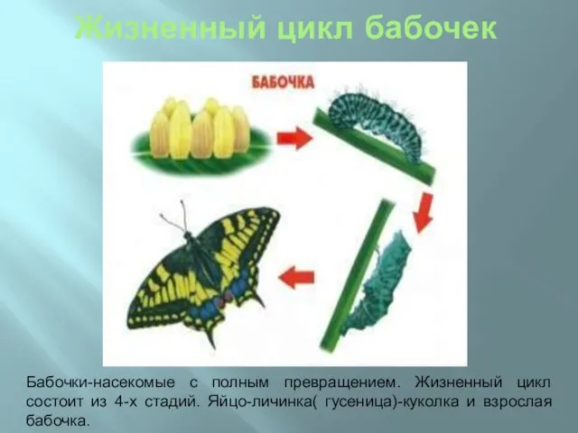 Жизненный цикл бабочек Бабочки-насекомые с полным превращением. Жизненный цикл состоит из 4-х