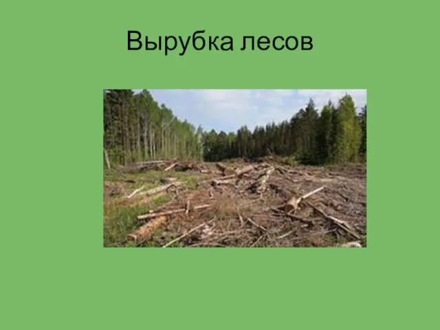 Вырубка лесов