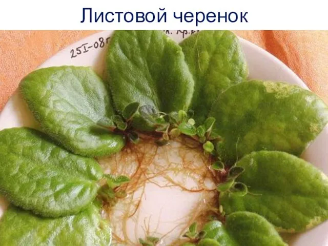 Листовой черенок