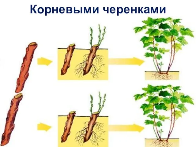 Корневыми черенками