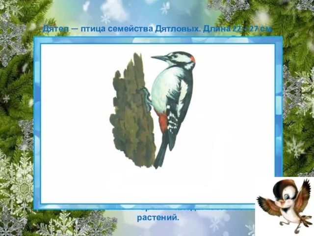 Дятел — птица семейства Дятловых. Длина 22—27 см, размах крыльев 42—47 см,