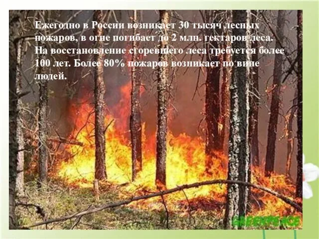 Ежегодно в России возникает 30 тысяч лесных пожаров, в огне погибает до
