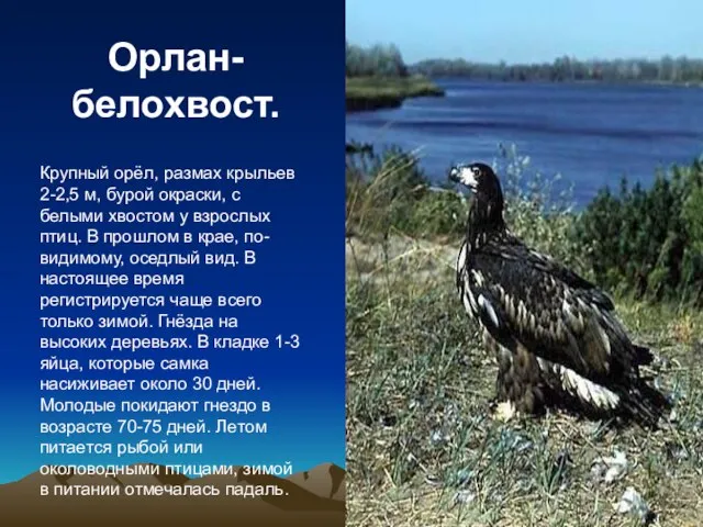 Орлан-белохвост. Крупный орёл, размах крыльев 2-2,5 м, бурой окраски, с белыми хвостом