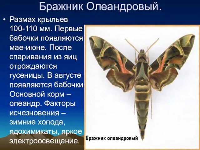 Бражник Олеандровый. Размах крыльев 100-110 мм. Первые бабочки появляются в мае-июне. После