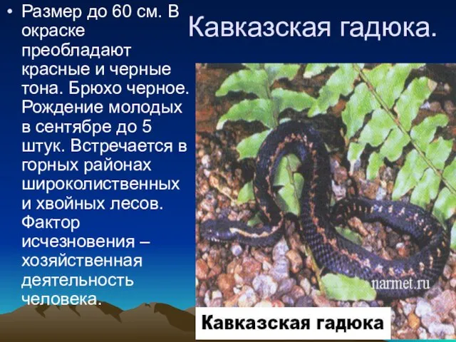 Кавказская гадюка. Размер до 60 см. В окраске преобладают красные и черные