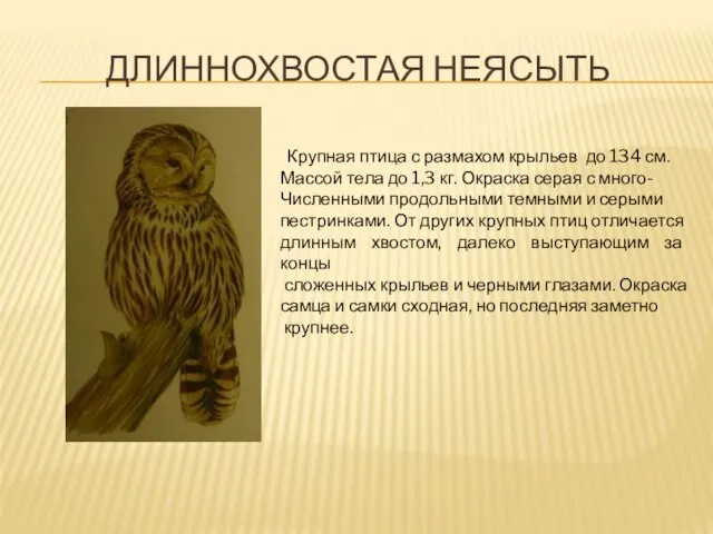 Длиннохвостая неясыть Крупная птица с размахом крыльев до 134 см. Массой тела