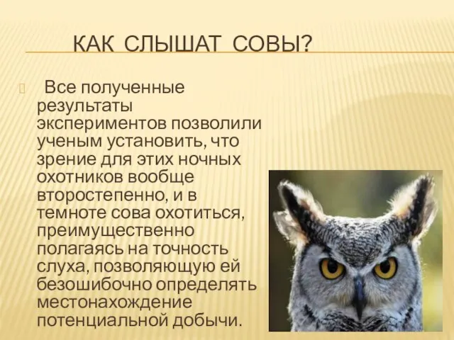 Как слышат совы? Все полученные результаты экспериментов позволили ученым установить, что зрение