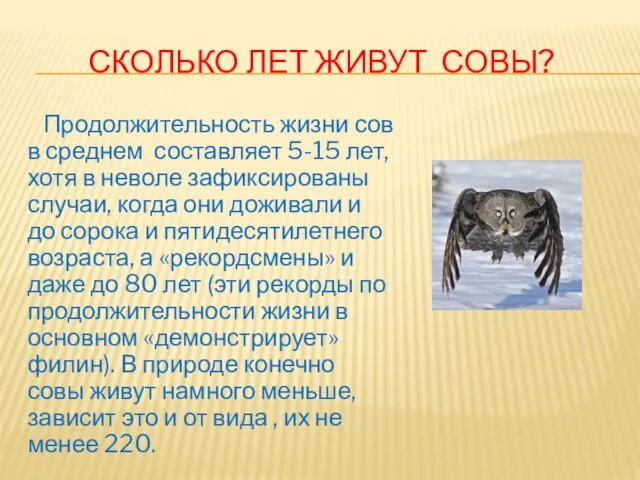 Сколько лет живут совы? Продолжительность жизни сов в среднем составляет 5-15 лет,