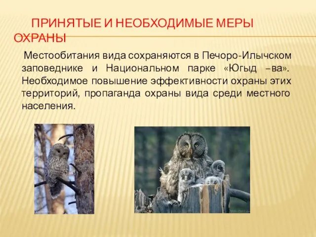 Принятые и необходимые меры охраны Местообитания вида сохраняются в Печоро-Илычском заповеднике и