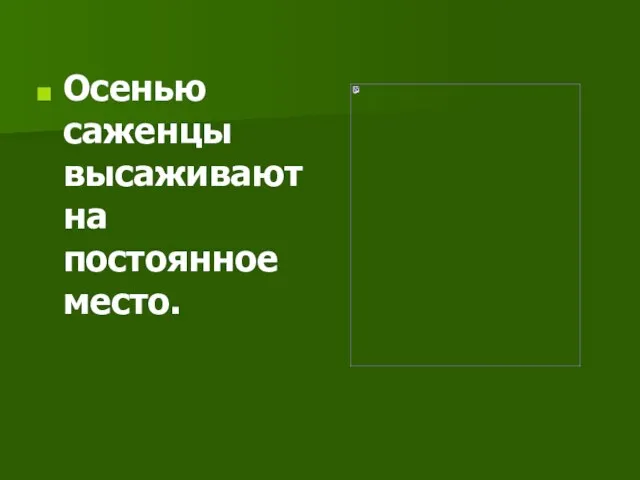 Осенью саженцы высаживают на постоянное место.