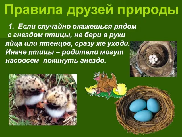 Правила друзей природы 1. Если случайно окажешься рядом с гнездом птицы, не