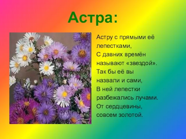 Астра: Астру с прямыми её лепестками, С давних времён называют «звездой». Так