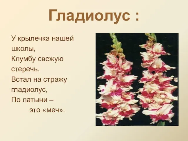 Гладиолус : У крылечка нашей школы, Клумбу свежую стеречь. Встал на стражу