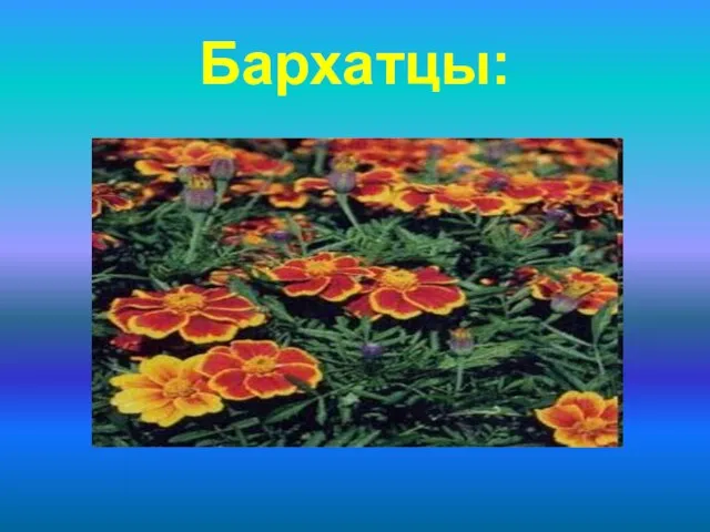 Бархатцы: