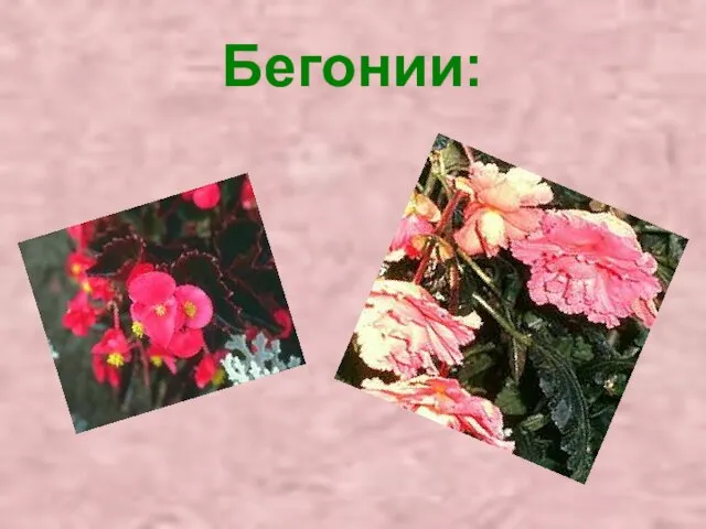 Бегонии: