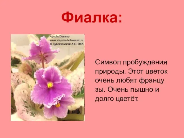 Фиалка: Символ пробуждения природы. Этот цветок очень любят францу зы. Очень пышно и долго цветёт.