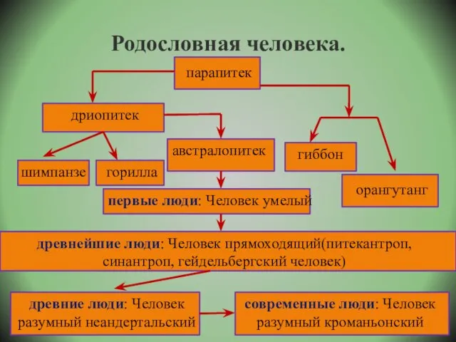 Родословная человека. парапитек гиббон орангутанг дриопитек шимпанзе горилла австралопитек первые люди: Человек