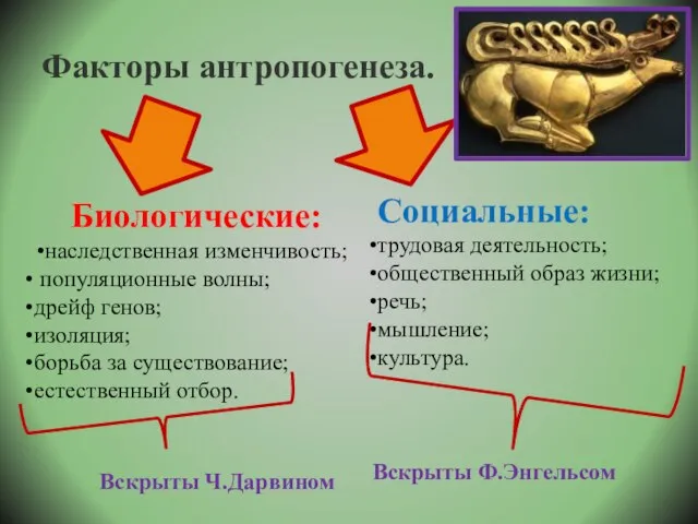 Факторы антропогенеза. Биологические: наследственная изменчивость; популяционные волны; дрейф генов; изоляция; борьба за