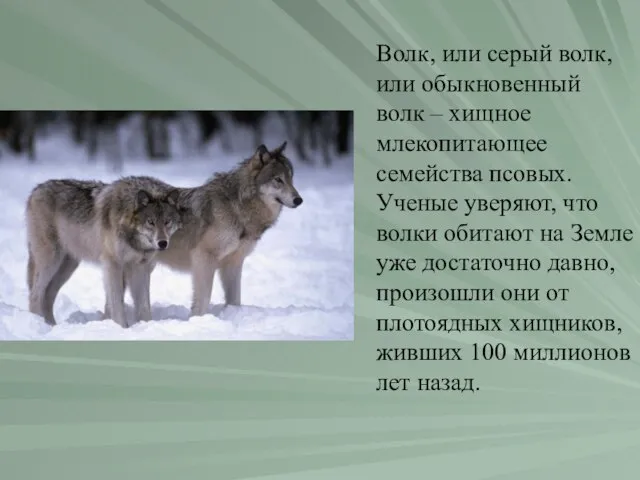 Волк, или серый волк, или обыкновенный волк – хищное млекопитающее семейства псовых.