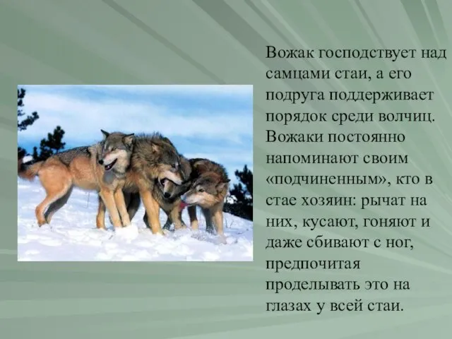 Вожак господствует над самцами стаи, а его подруга поддерживает порядок среди волчиц.