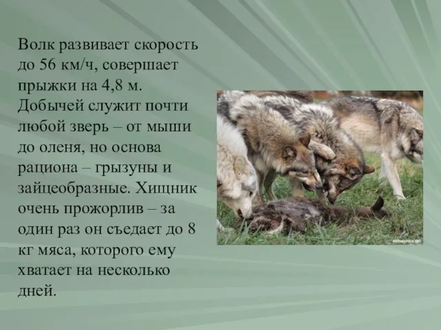 Волк развивает скорость до 56 км/ч, совершает прыжки на 4,8 м. Добычей