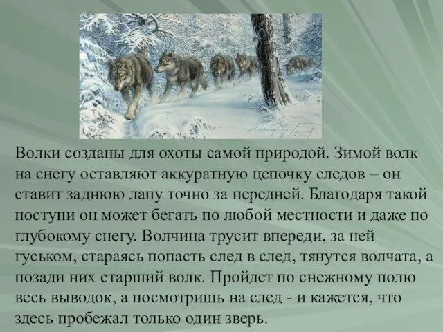 Волки созданы для охоты самой природой. Зимой волк на снегу оставляют аккуратную