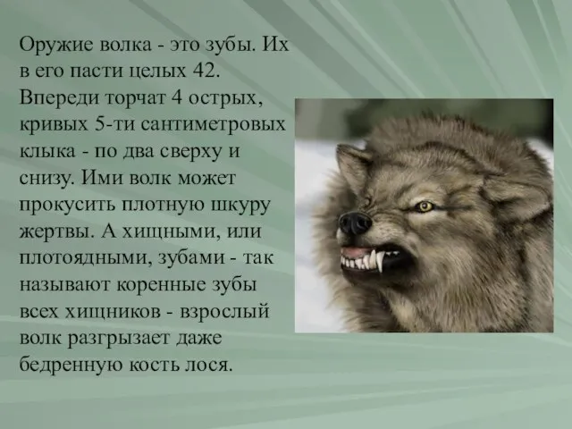 Оружие волка - это зубы. Их в его пасти целых 42. Впереди