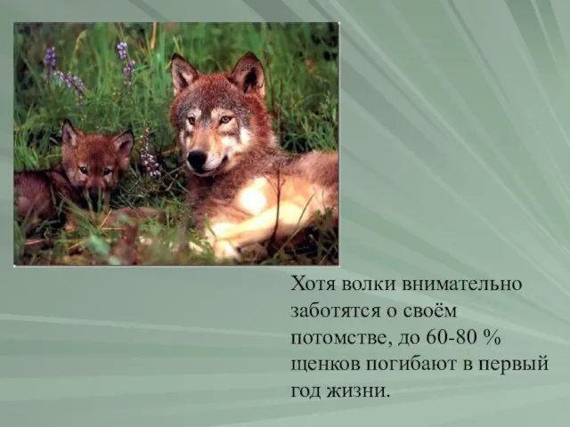 Хотя волки внимательно заботятся о своём потомстве, до 60-80 % щенков погибают в первый год жизни.