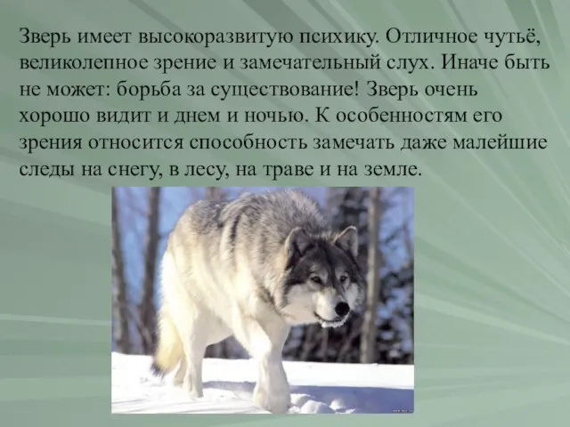 Зверь имеет высокоразвитую психику. Отличное чутьё, великолепное зрение и замечательный слух. Иначе