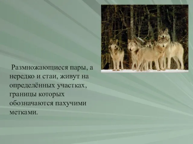 Размножающиеся пары, а нередко и стаи, живут на определённых участках, границы которых обозначаются пахучими метками.