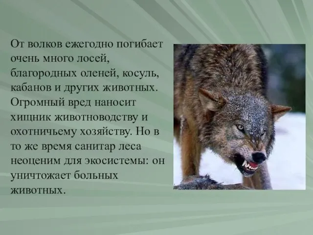 От волков ежегодно погибает очень много лосей, благородных оленей, косуль, кабанов и