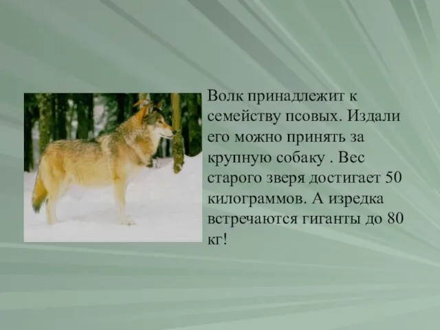 Волк принадлежит к семейству псовых. Издали его можно принять за крупную собаку