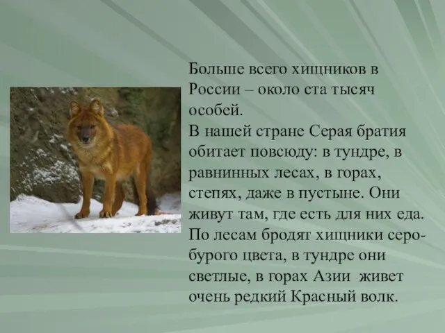 Больше всего хищников в России – около ста тысяч особей. В нашей