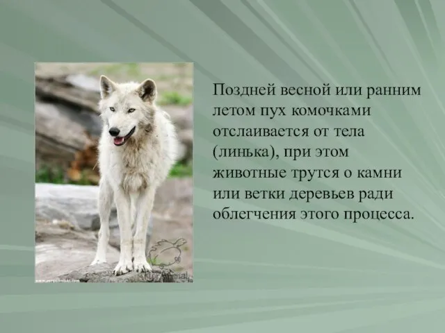 Поздней весной или ранним летом пух комочками отслаивается от тела (линька), при