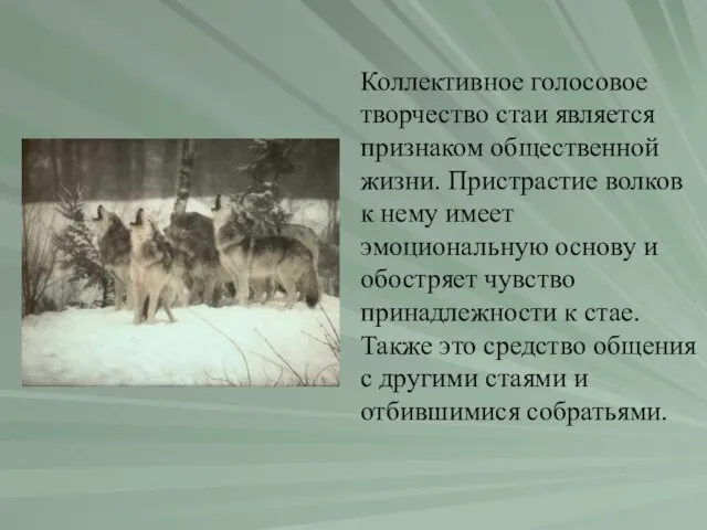 Коллективное голосовое творчество стаи является признаком общественной жизни. Пристрастие волков к нему