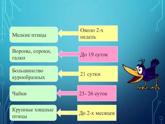 Насиживание Мелкие птицы Вороны, сороки, галки Большинство курообразных Чайки Крупные хищные птицы