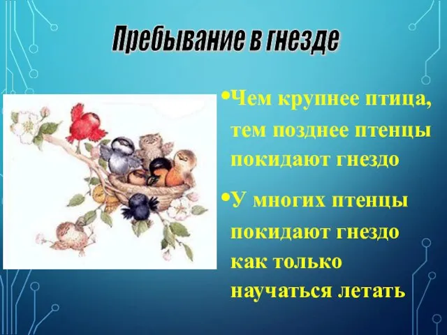 Чем крупнее птица, тем позднее птенцы покидают гнездо У многих птенцы покидают