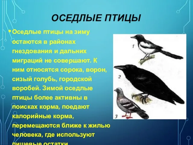 ОСЕДЛЫЕ ПТИЦЫ Оседлые птицы на зиму остаются в районах гнездования и дальних