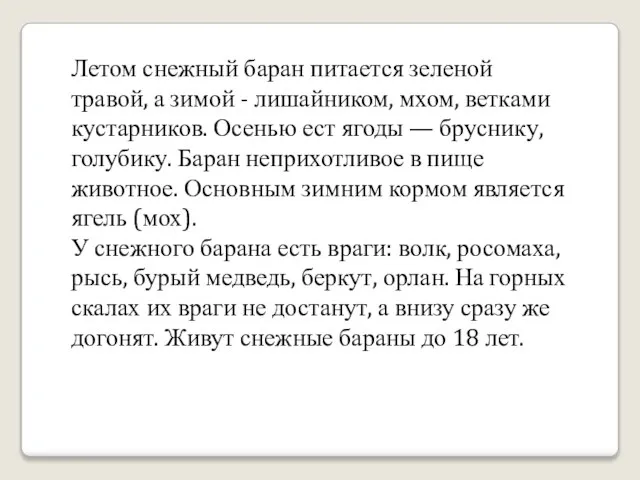 Летом снежный баран питается зеленой травой, а зимой - лишайником, мхом, ветками