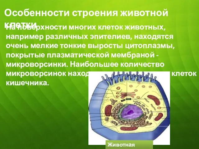 Особенности строения животной клетки На поверхности многих клеток животных, например различных эпителиев,