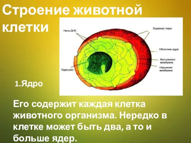 Строение животной клетки Его содержит каждая клетка животного организма. Нередко в клетке