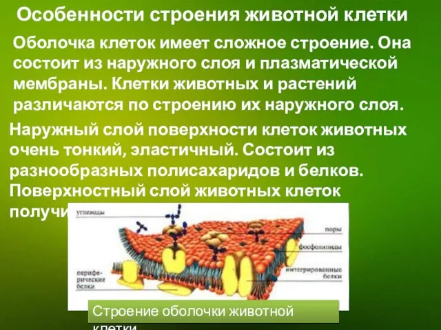 Особенности строения животной клетки Оболочка клеток имеет сложное строение. Она состоит из