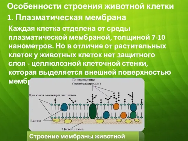 Особенности строения животной клетки Каждая клетка отделена от среды плазматической мембраной, толщиной