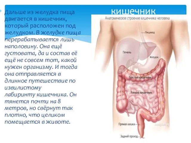 Дальше из желудка пища двигается в кишечник, который расположен под желудком. В